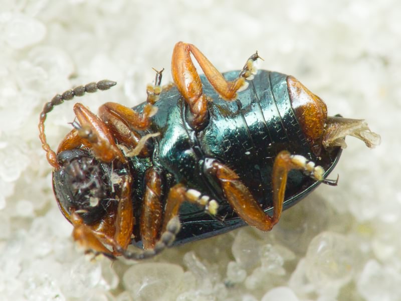 Gastrophysa polygoni (Linnaeus, 1758)